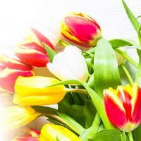 Tulip Singles