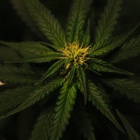 lucasweed  dispensary