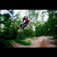 tim taylor