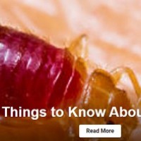 tiredo fbedbugs