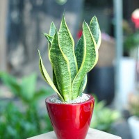 Cây Lưỡi Hổ  Hata