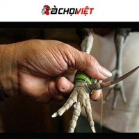 Đá gà cựa dao gà chọi việt